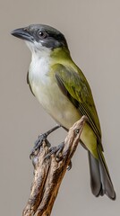 Fototapeta premium Green-backed Becard Bird Perched on a Branch in Nature, Realistic Photo, Pattern Background, Wallpaper, Cover and Screen for Smartphone, PC, Laptop, 9:16 and 16:9 Format