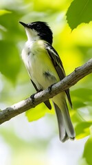 Green-backed Becard Bird Perched on a Branch in Nature, Realistic Photo, Pattern Background, Wallpaper, Cover and Screen for Smartphone, PC, Laptop, 9:16 and 16:9 Format