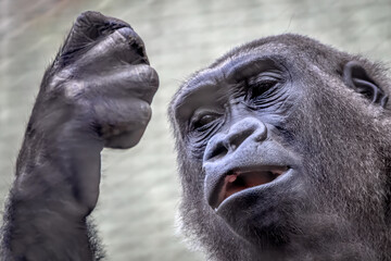 portrait of a gorilla holding up his fist