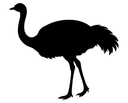 recommend clip art: ostrich silhouette vector black animal illustration