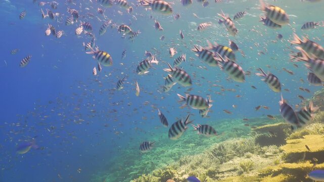 Tropical Fish on Vibrant Coral Reef