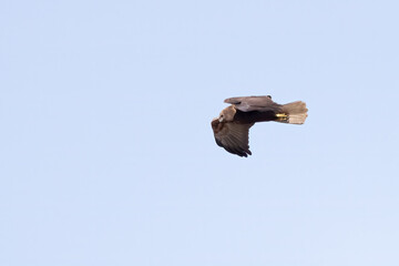 Western Marsh Harrier 