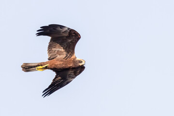 Western Marsh Harrier 