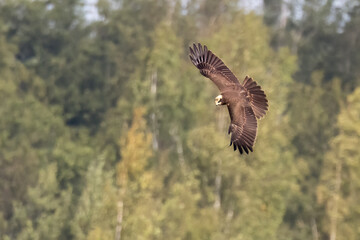 Western Marsh Harrier 