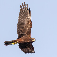 Western Marsh Harrier 