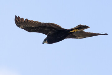 Western Marsh Harrier 