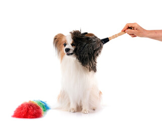 papillon dog in studio