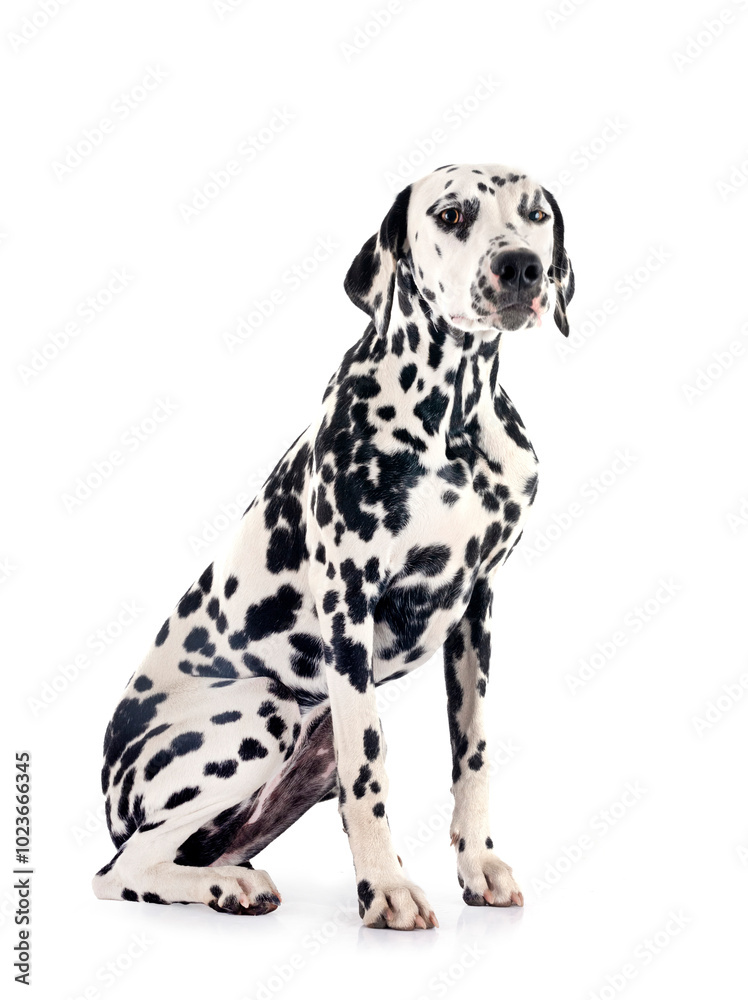 Canvas Prints puppy dalmatian in studio