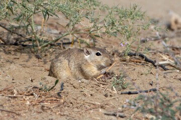 Indian desert jird or Meriones hurrianae at Jorbeer in Rajasthan, India