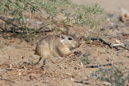 Indian desert jird or Meriones hurrianae at Jorbeer in Rajasthan, India