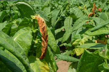 Close up of dried tobacco leaves among fresh leaves.Abstract shape of dry brown tobacco leaves on a tree