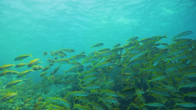 Tropical Fish on Vibrant Coral Reef