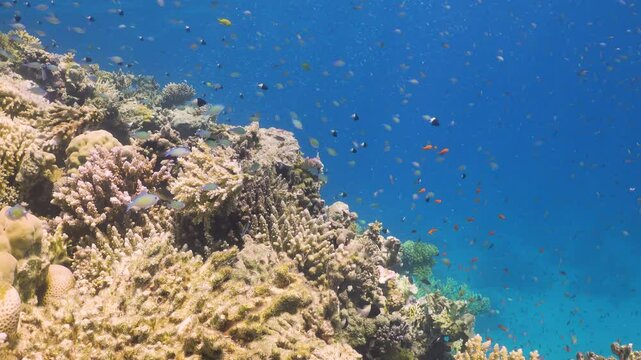 Tropical Fish on Vibrant Coral Reef