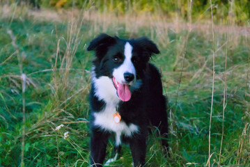 standing border collie dog looking at the camera