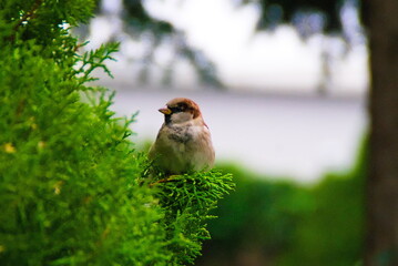 sparrow looking at a tree