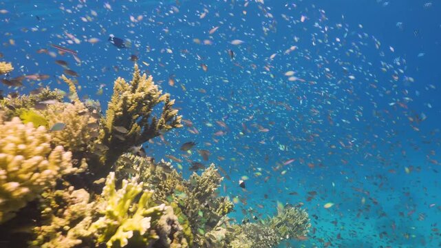 Tropical Fish on Vibrant Coral Reef