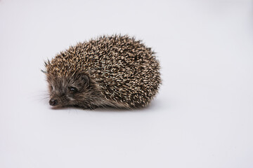 Hedgehog on a white background