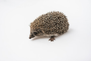 Hedgehog on a white background