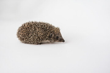 Hedgehog on a white background