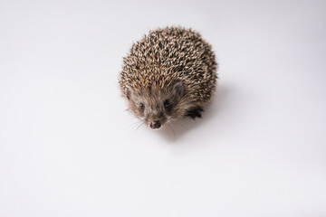 Hedgehog on a white background