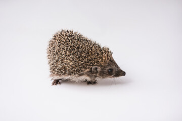 Hedgehog on a white background