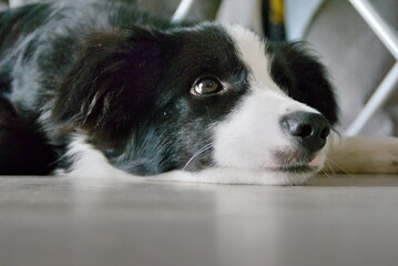 resting border collie dog
