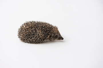 Hedgehog on a white background