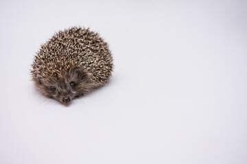 Hedgehog on a white background