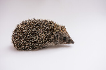 Hedgehog on a white background