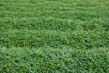 Abstract shape, pattern and texture of sweet potato leaves in the field. sweet potato leaves are dense and green. Can be used for graphic design or banner background