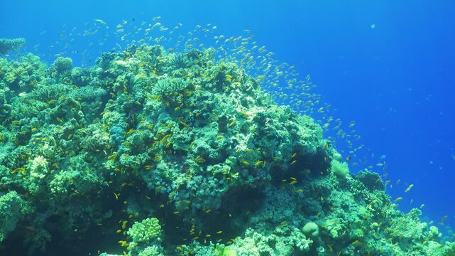 Tropical Fish on Vibrant Coral Reef