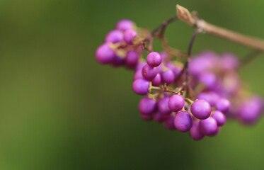 berries bright purple, purple berries on the bush, small fruits on Callicarpa, lilac berries, green background