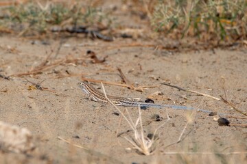 Indian fringe-fingered lizard or Acanthodactylus cantoris at Jorbeer, Rajasthan