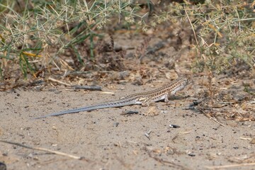Indian fringe-fingered lizard or Acanthodactylus cantoris at Jorbeer, Rajasthan