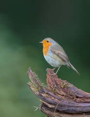 The European robin - at the wet forest in autumn