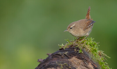 Eurasian Wren - in autumn at a wet forest