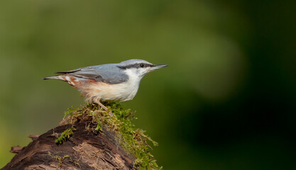 Eurasian nuthatch - in autumn at a wet forest