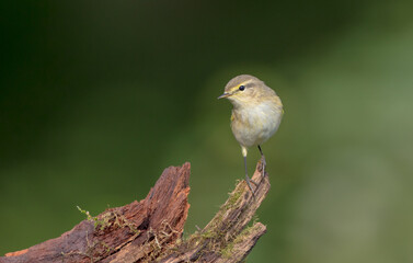 Common chiffchaff -  in autumn at a wet forest 