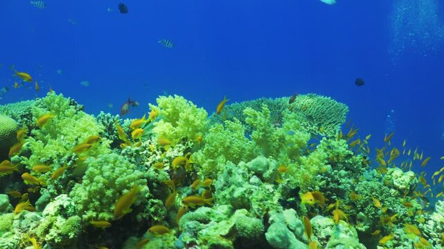 Tropical Fish on Vibrant Coral Reef