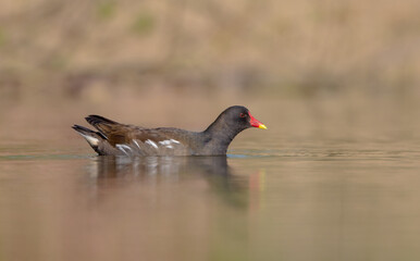 The common moorhen - adult bird in spring