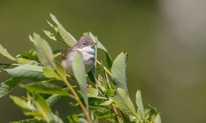 Common whitethroat - at a wet forest in spring