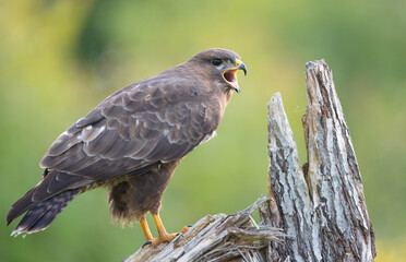 Common Buzzard in spring at a wet forest
