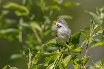 Common whitethroat - at a wet forest in spring