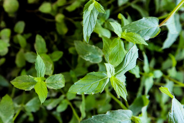 close up of green leaves
