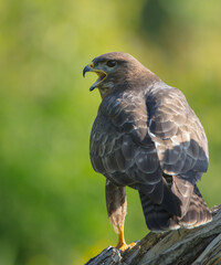 Common Buzzard in spring at a wet forest