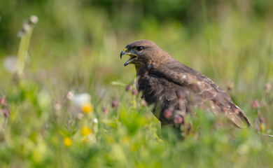 Common Buzzard in spring at a wet forest