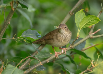 River Warbler - near the nesting place in summer