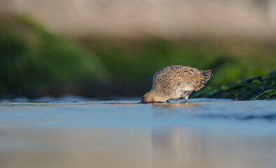 Dunlin - at a seashore on the autumn migration way