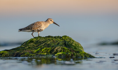 Dunlin - at a seashore on the autumn migration way