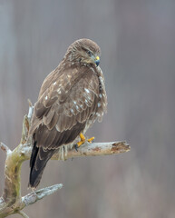Common Buzzard in spring at a wet forest